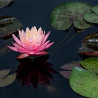 Water Lily